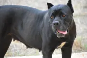 images/magazin/Bilder/kampfhund-1752184_600.webp#joomlaImage://local-images/magazin/Bilder/kampfhund-1752184_600.webp?width=600&height=400